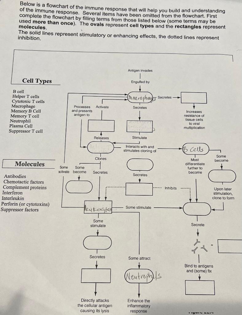 immune response flow chart