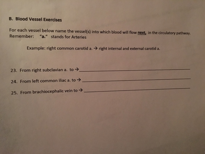 Solved B. Blood Vessel Exercises For Each Vessel Below Name | Chegg.com