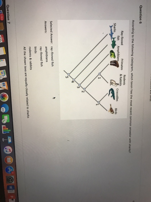 Solved Question 6 fish Selected Answer: ray-finned fish | Chegg.com