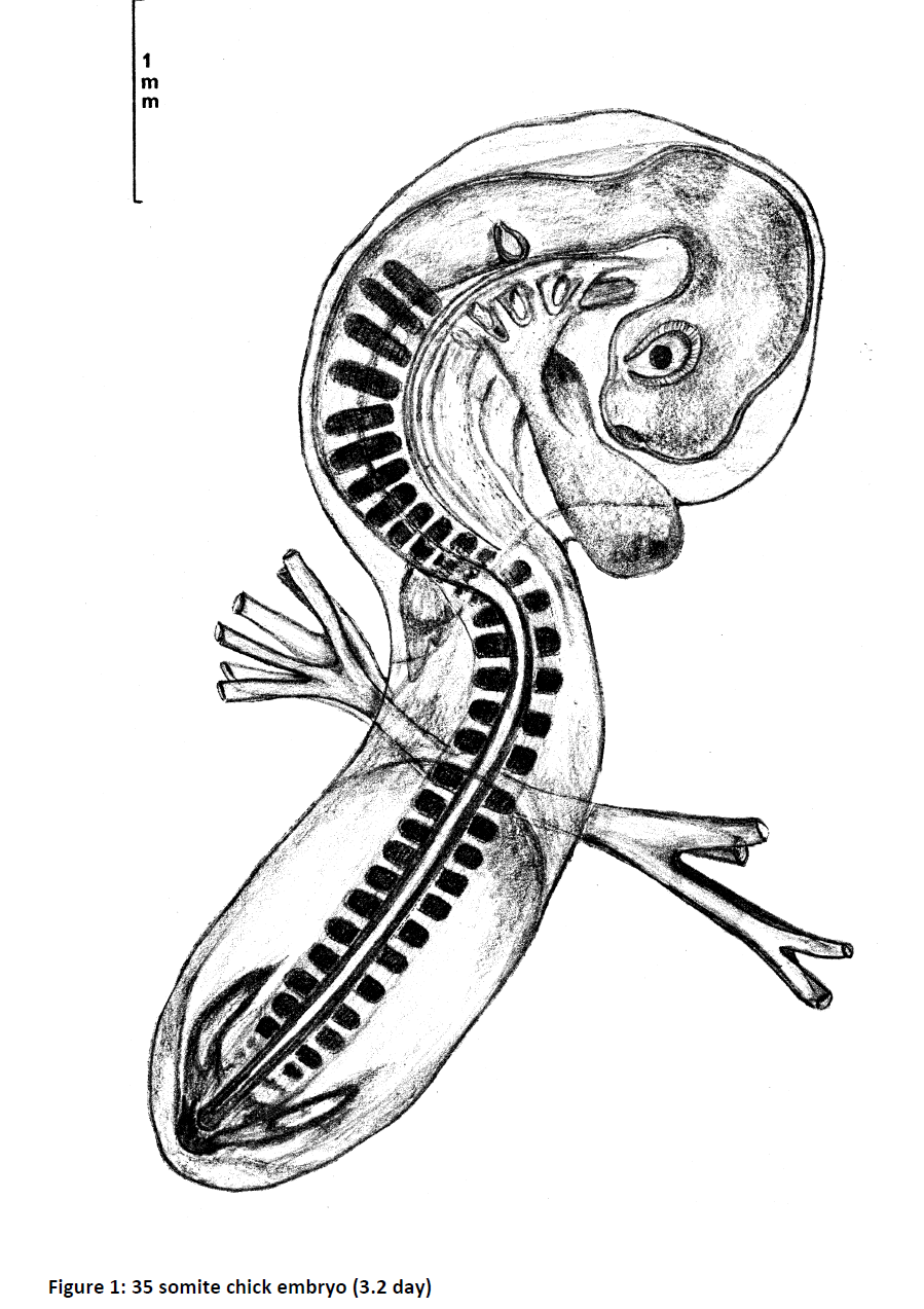 Solved Estimate what human embryonic stage the two chick | Chegg.com