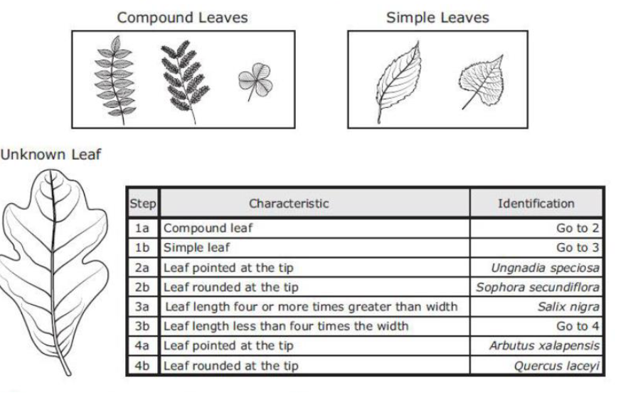 Solved Simple leaves have a single leaf on a petiole, or | Chegg.com