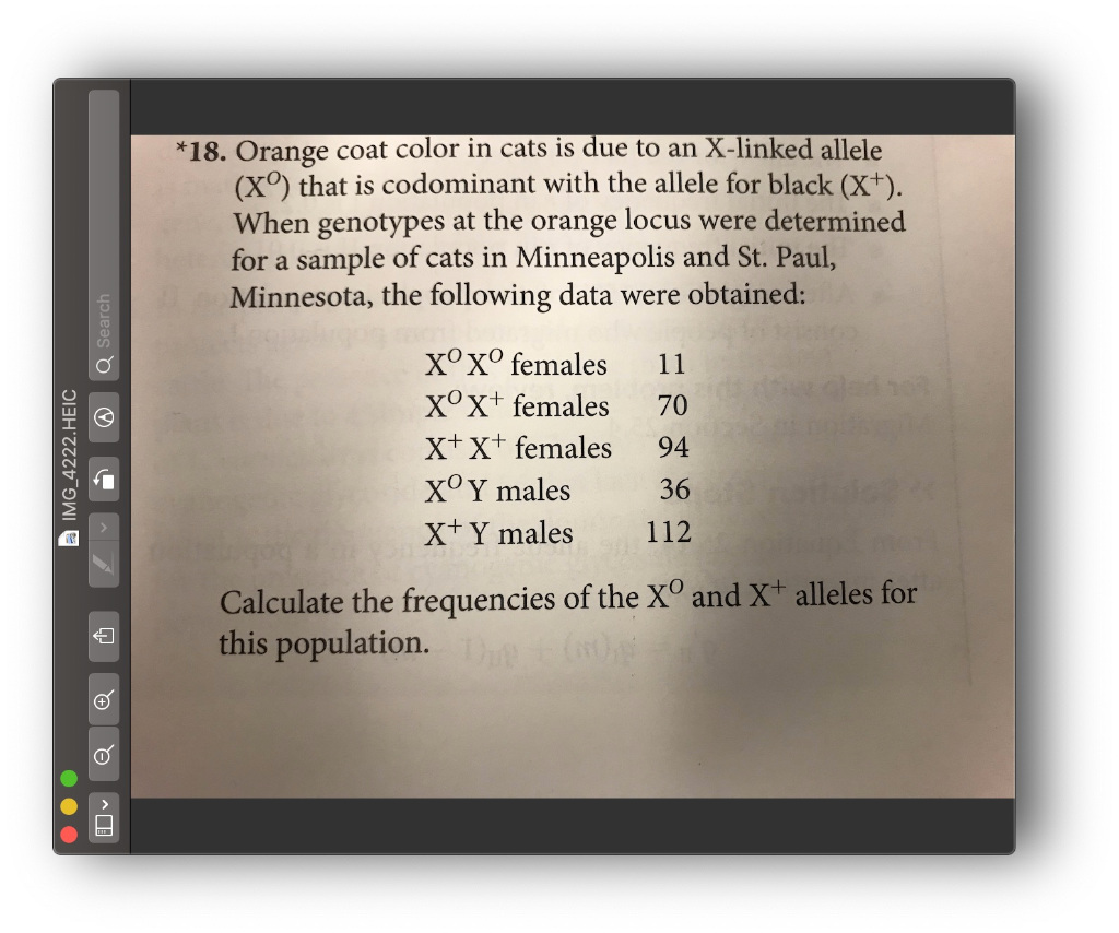 Solved *18. Orange coat color in cats is due to an Xlinked