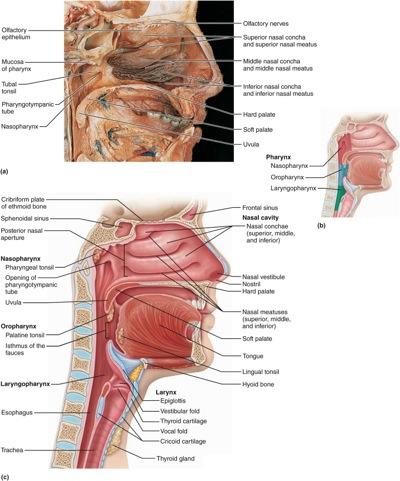 Solved Cutactory nerves Fuperior nasal eoncha and superice | Chegg.com
