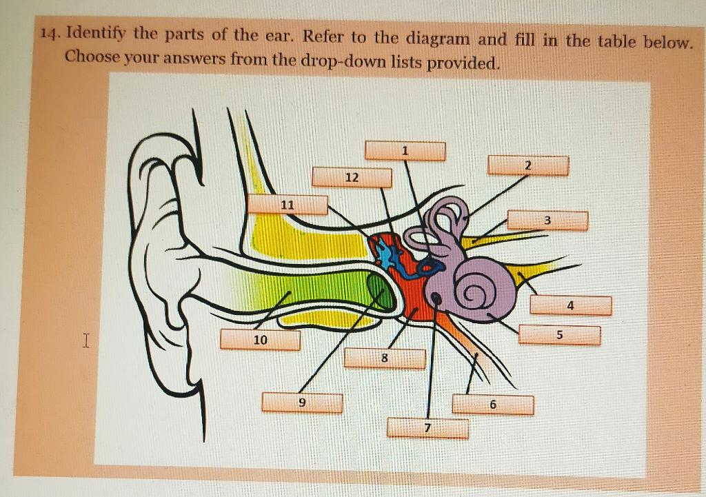 Solved 14. Identify the parts of the ear. Refer to the | Chegg.com
