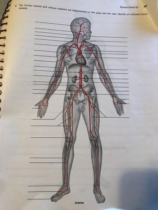 Solved: The Human Arterial And Venous Systems Are Diagramm... | Chegg.com