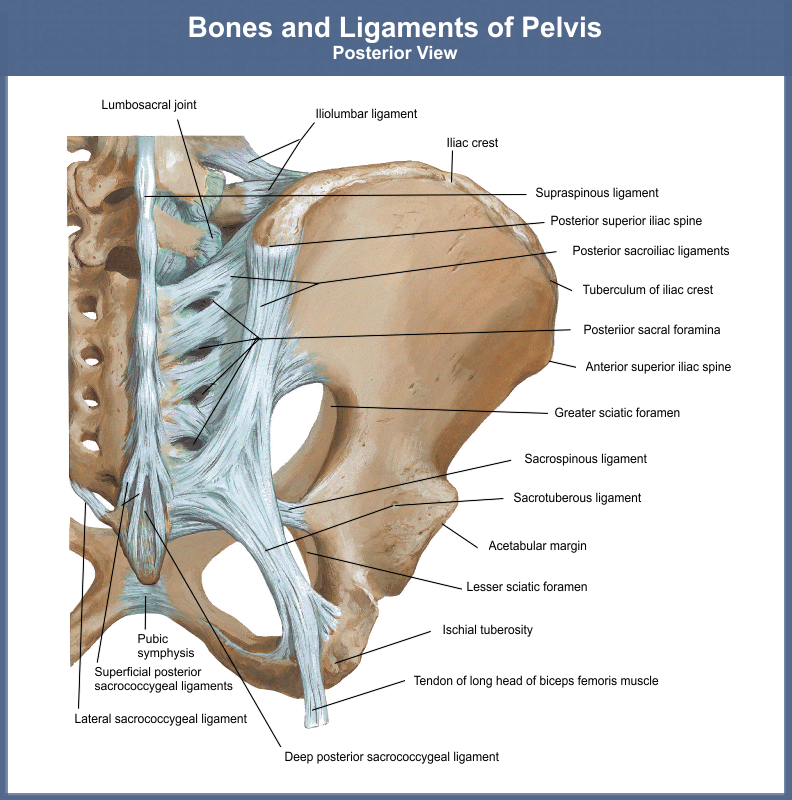 Sacrospinous and sacrotuberous ligaments influence in pelvis kinematics -  Henyš - 2022 - Journal of Anatomy - Wiley Online Library