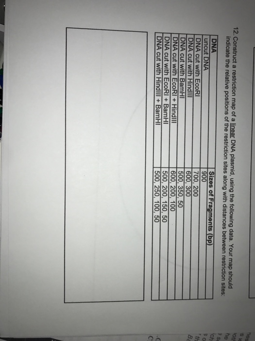 Solved Construct A Restriction Map Of A Linear DNA Plasmid Chegg Com   Image