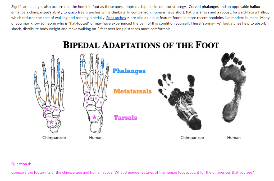 Solved Significant changes also occurred in the hominin foot | Chegg.com
