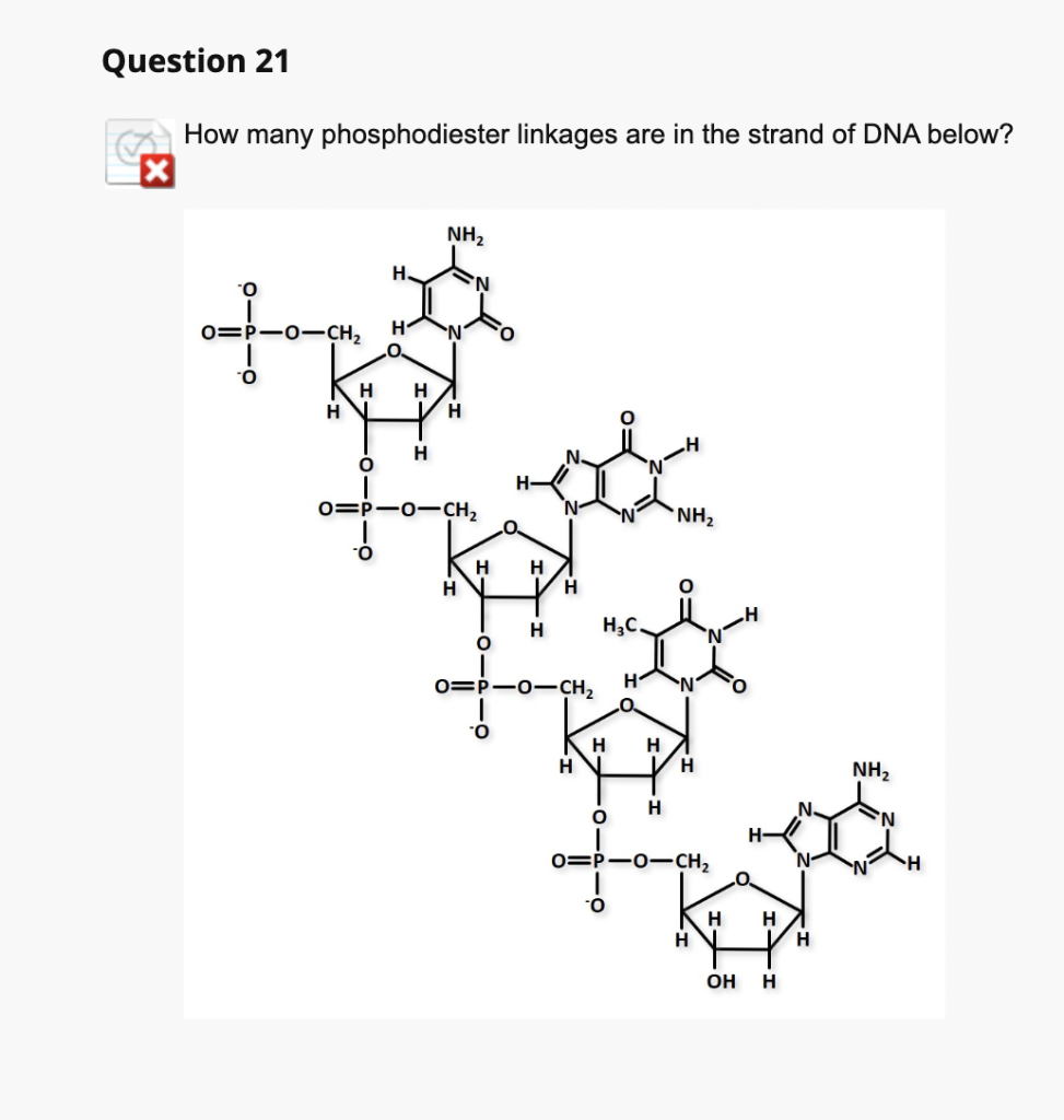 Solved How many phosphodiester linkages are in the strand of