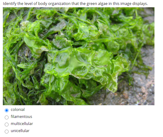 colonial green algae