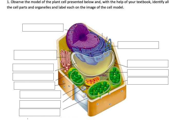 1 Observe The Model Of The Plant Cell Presented Chegg Com