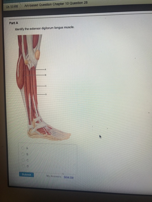 Solved Identify the extensor digitorum longus muscle. | Chegg.com