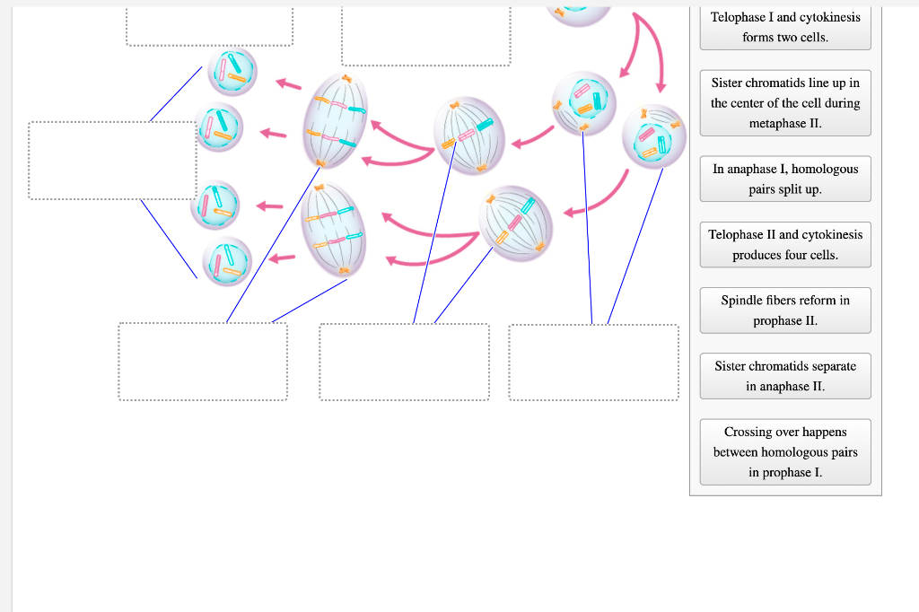 Solved Identify the stages of meiosis on the diagram. Answer | Chegg.com