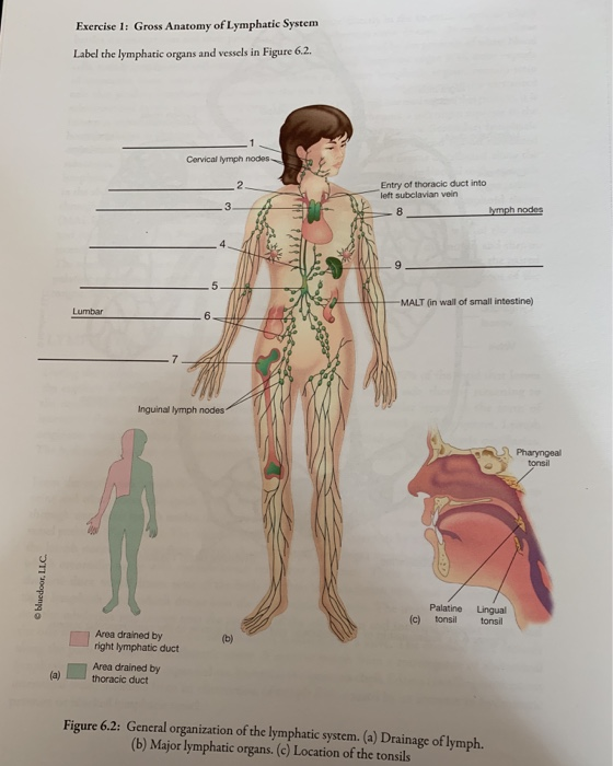 Solved The Lymphatic System A Anatomy Of The Lymphatic Chegg Com My