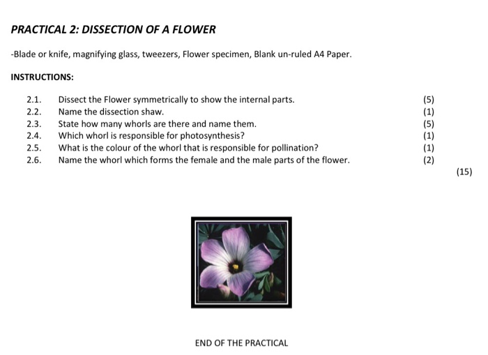 Atec Power Streak Manual Lymphatic Drainage