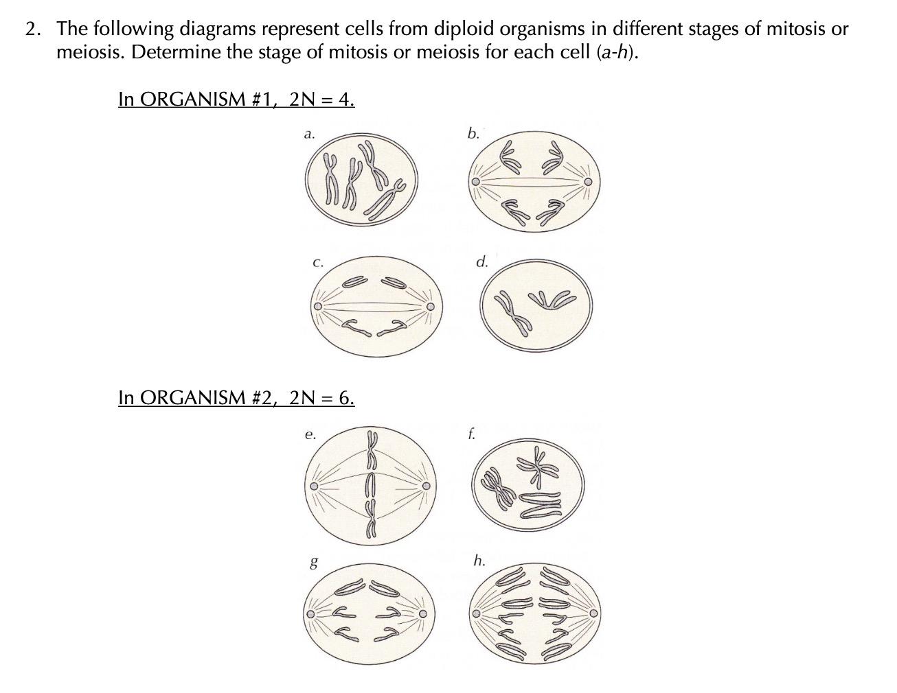 stages of mitosis and meiosis diagrams