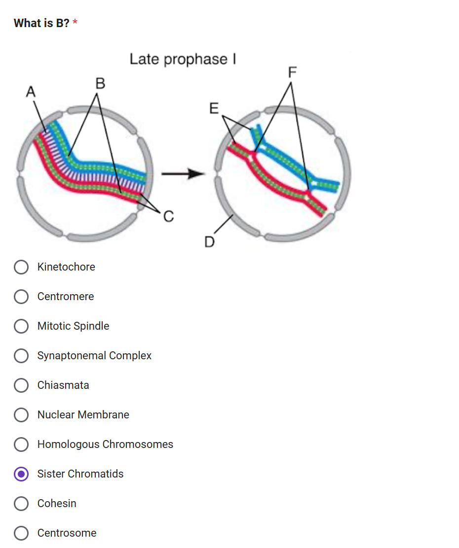Solved What is B ? *Late prophase | Chegg.com