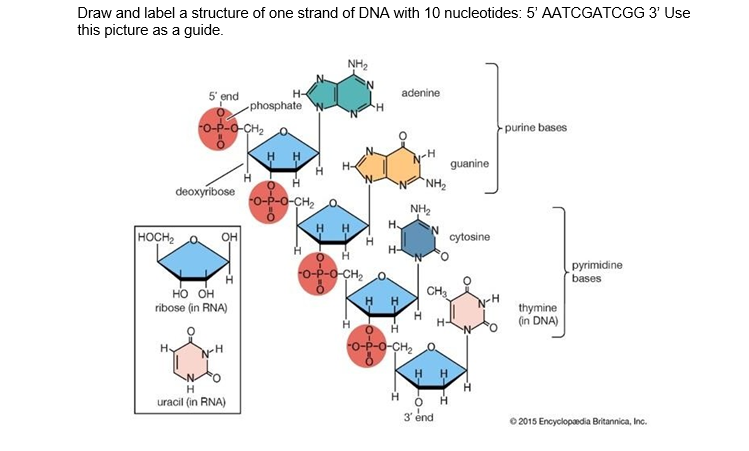 diagram and label a section of dna