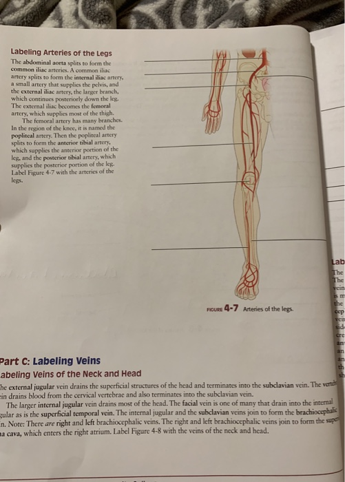 Solved Labeling Arteries of the Legs The abdominal aorta | Chegg.com