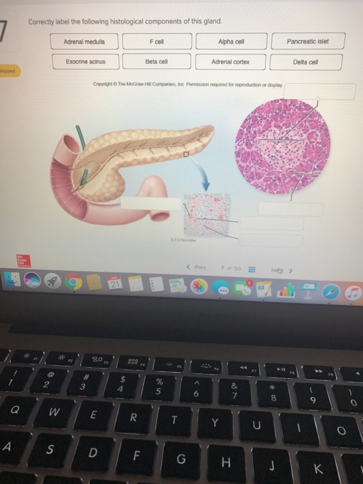 Solved Correctly label the following histological components | Chegg.com