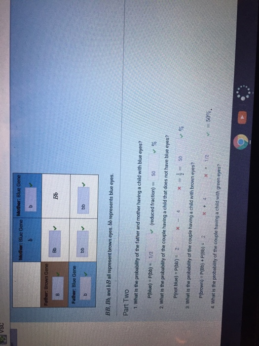 Solved Blue Gene Bb Bb BB, Bb, and bB all represent brown | Chegg.com