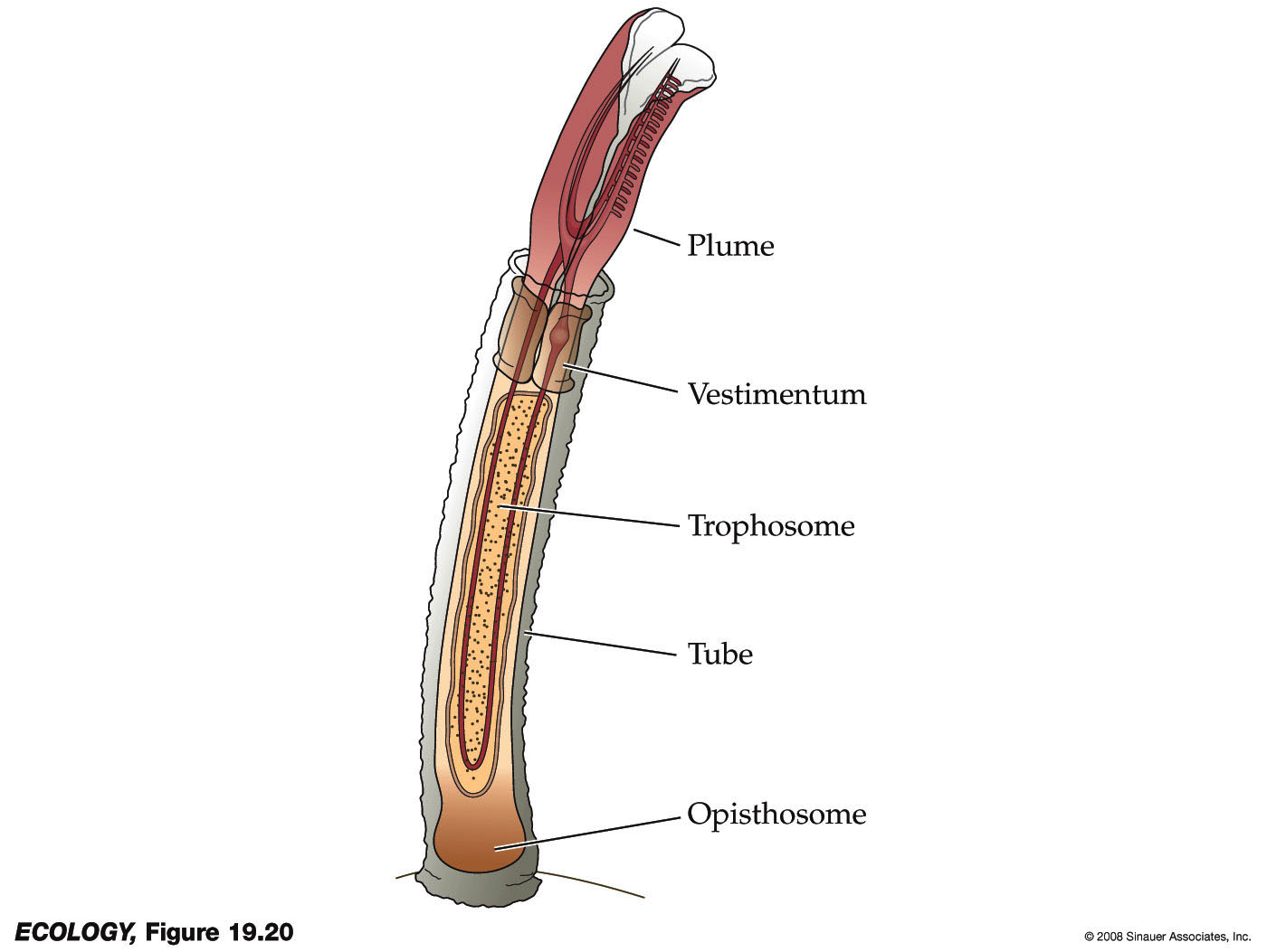 giant tube worm diagram