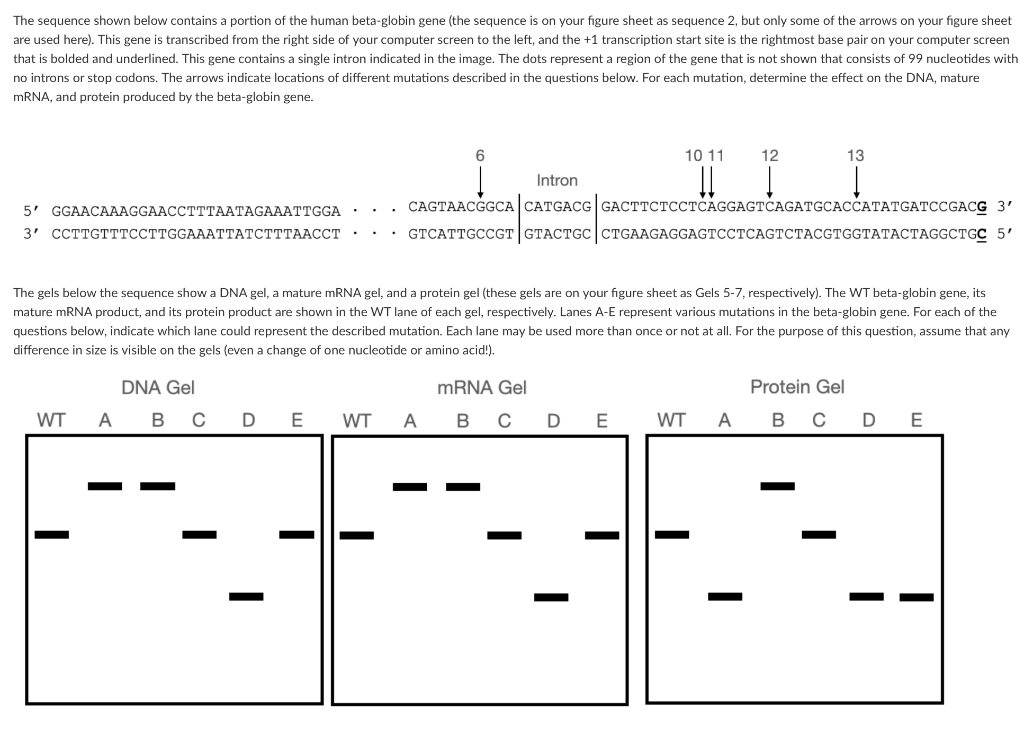 The sequence shown below contains a portion of the | Chegg.com