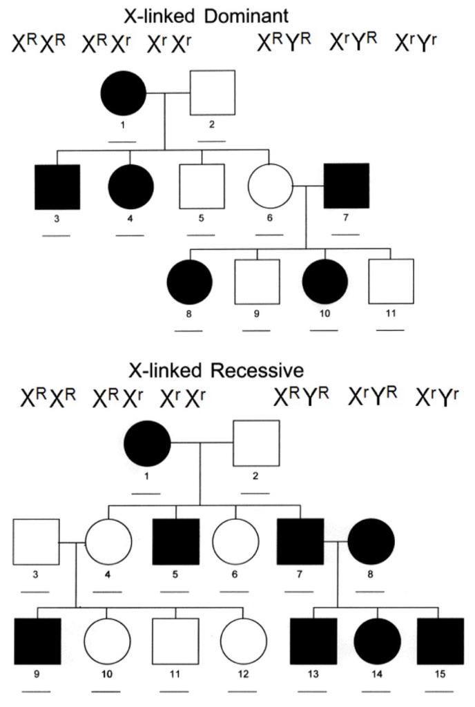 Solved X-linked Dominant XRXR XR XT Xrx XRYR XTYR Xryr 1 2 3 | Chegg.com