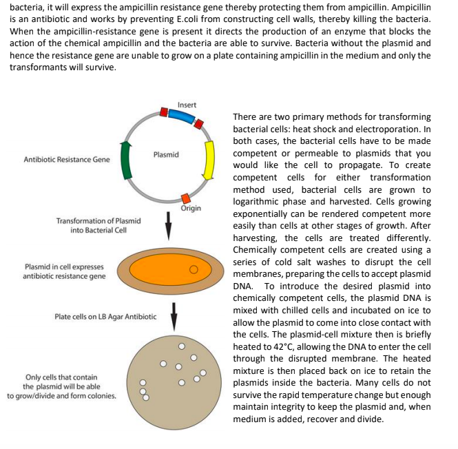 Solved Molecular Cloning Purpose: To Become Familiar With | Chegg.com