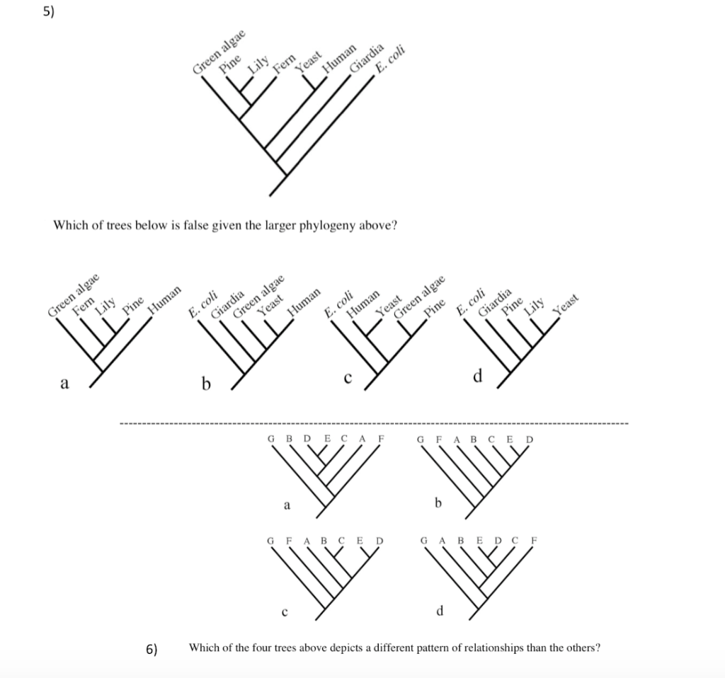 Solved 5) ae Which of trees below is false given the larger | Chegg.com