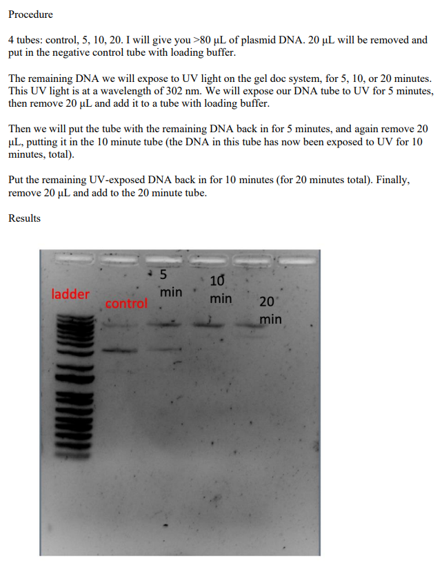Solved . What effects do you predict the UV will have on | Chegg.com