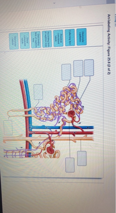 Solved Art-labeling Activity: Figure 25.8 (2 of 2) of | Chegg.com