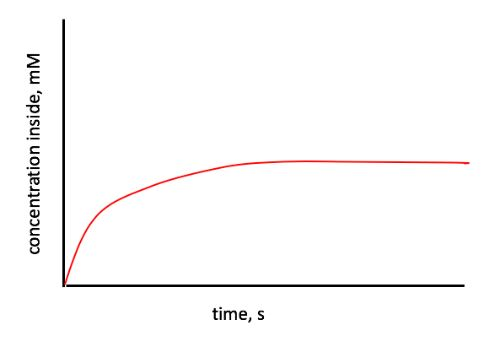 This is a graph of the concentration of X inside a | Chegg.com