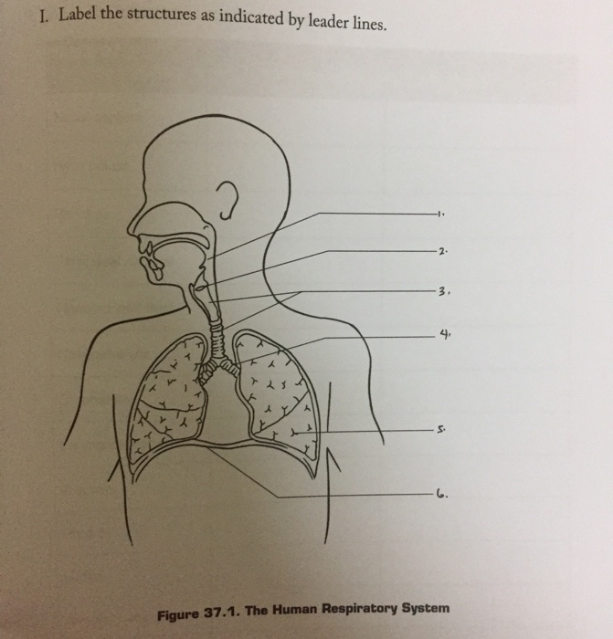 Solved I. Label the structures as indicated by leader lines.