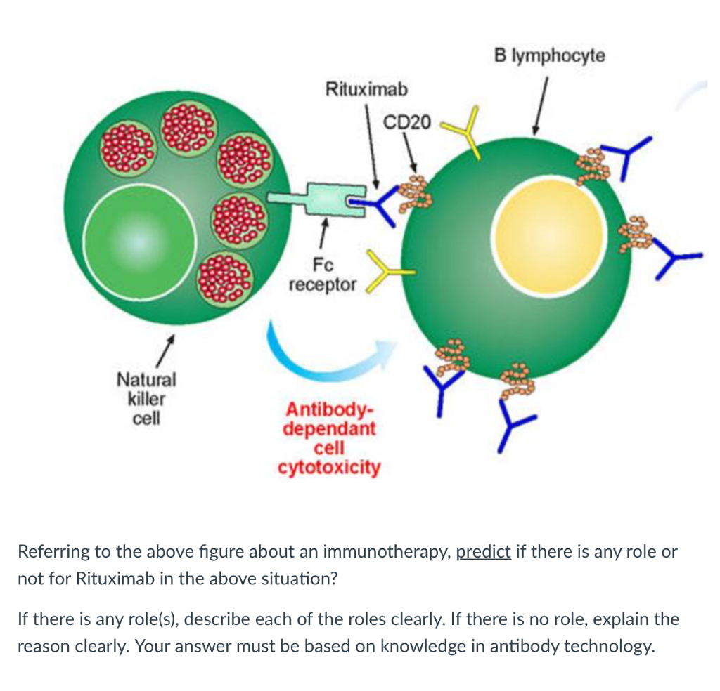 rituximab cd20