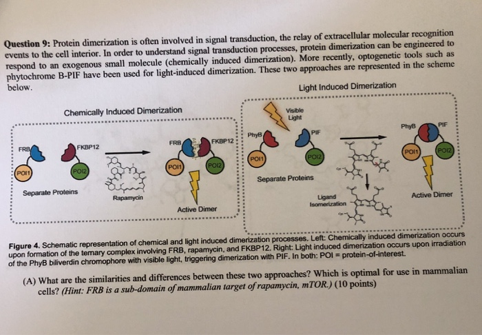 Solved Question 9: Protein dimerization is often involved in | Chegg.com