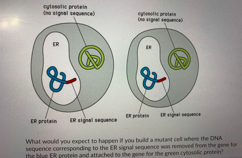 Solved cytosolic protein (no signal sequence) cytosolic | Chegg.com