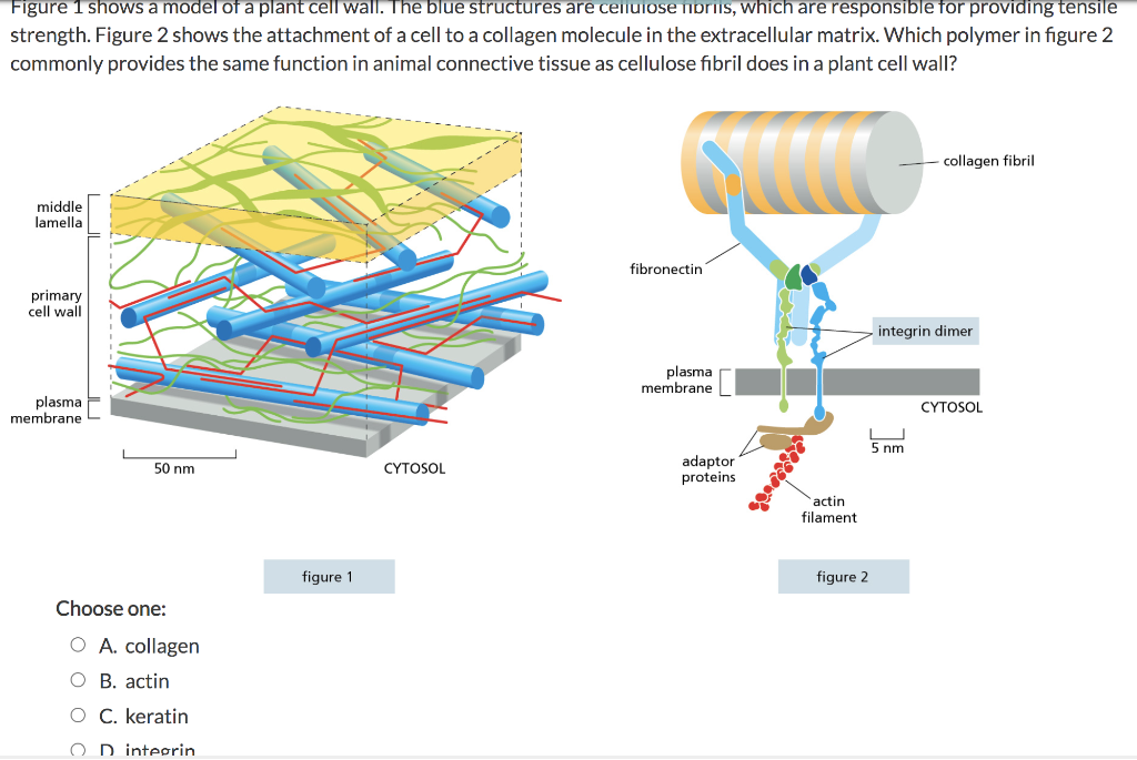 plant cell wall cellulose