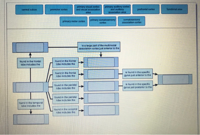 Solved Concept map: function areas of the cerebrum | Chegg.com