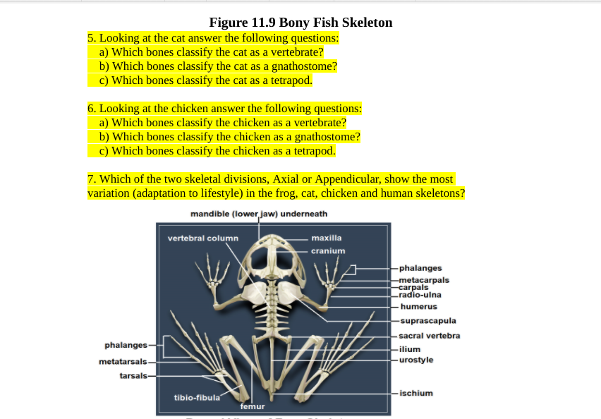 Solved Exercise 2 1. The vertebrate body plan of the
