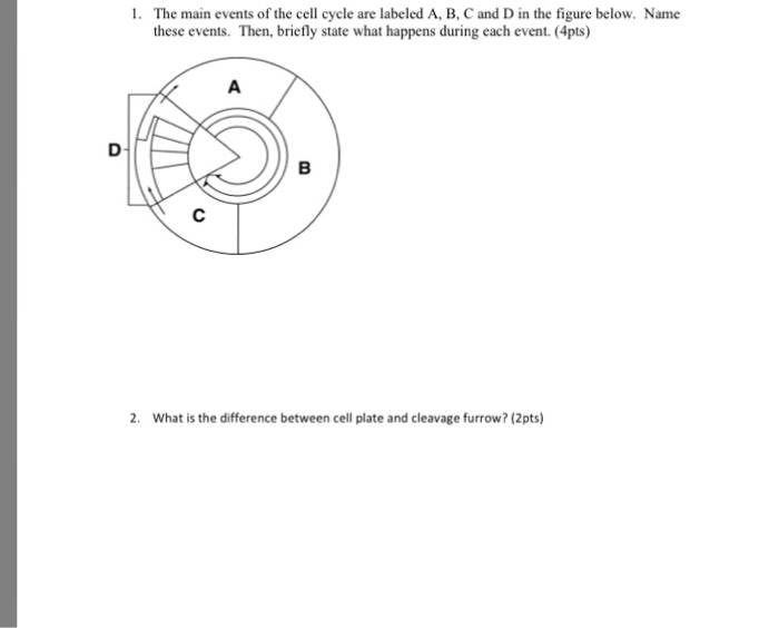 Solved The main events of the cell cycle are labeled A, B, C | Chegg.com