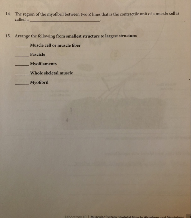 Solved: 14. The Region Of The Myofibril Between Two Z Line... | Chegg.com