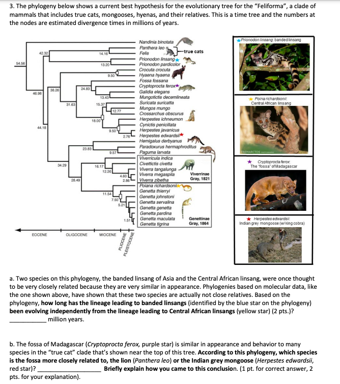 Solved 3. The Phylogeny Below Shows A Current Best | Chegg.com | Chegg.com