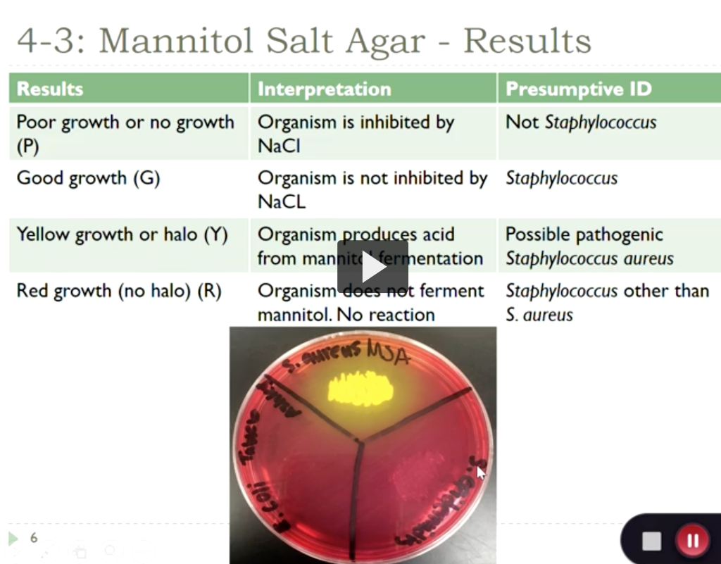 solved-you-spot-inoculate-one-mannitol-salt-agar-plate-msa-chegg