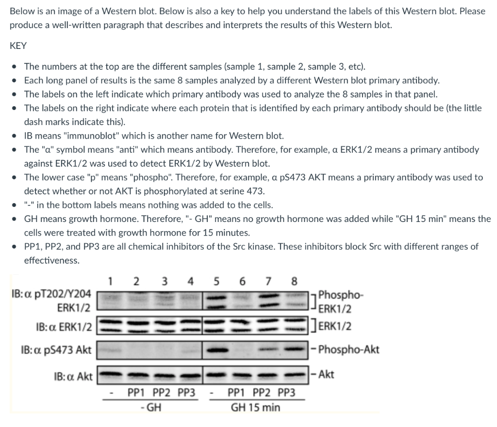 Solved Below Is An Image Of A Western Blot. Below Is Also A | Chegg.com ...