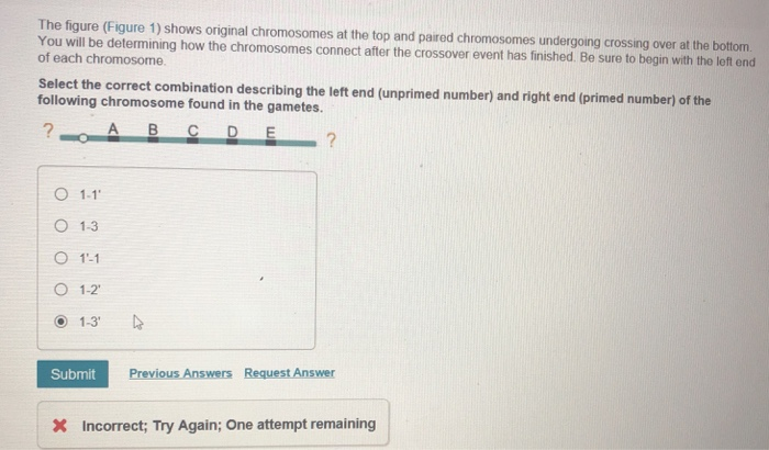 Solved The figure (Figure 1) shows original chromosomes at | Chegg.com