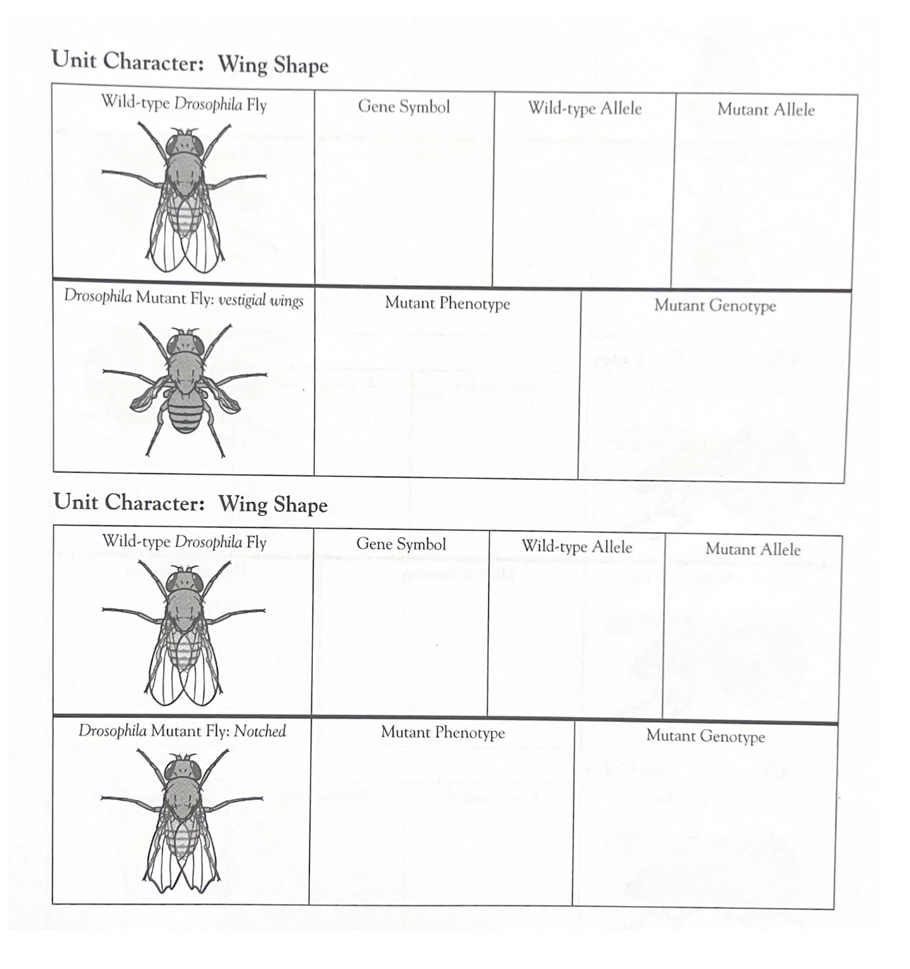 Solved Unit Character Wing Shape Unit Character Wing Shape