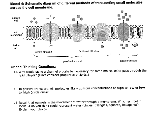 facilitated diffusion diagram plasma membrane