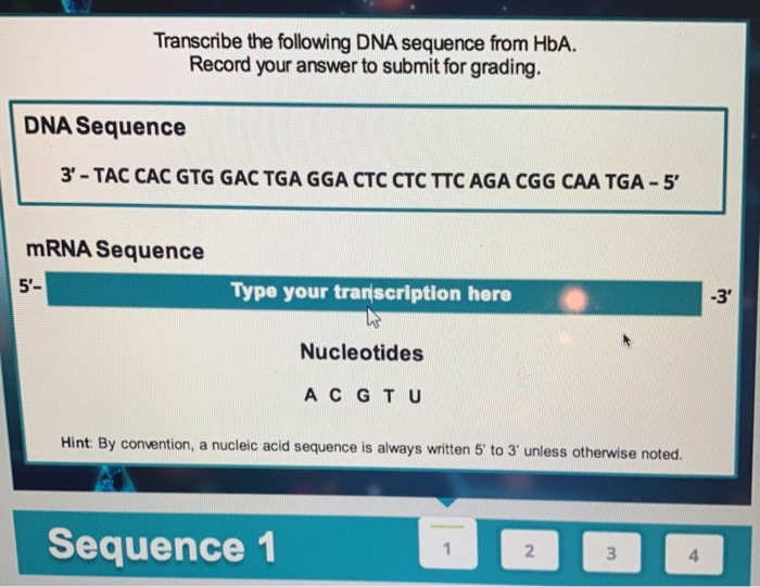 Solved Transcribe the following DNA sequence from HbA. | Chegg.com