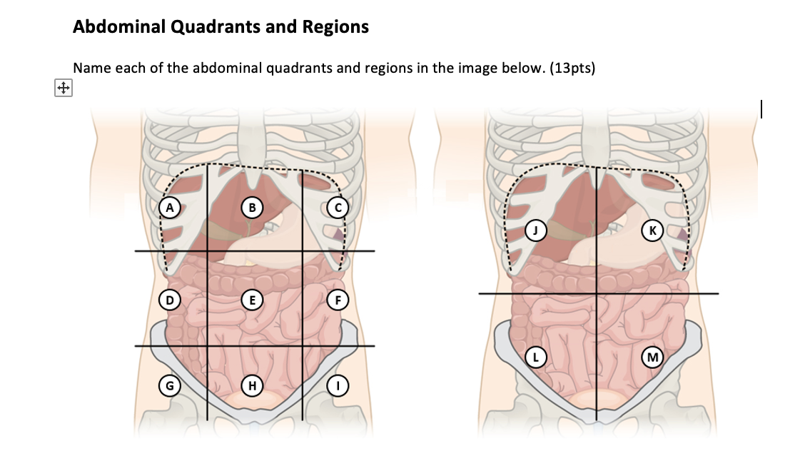 abdominal regions diagram